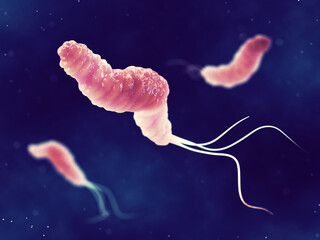 Helicobacter Pylori is a gastrointestinal bacterium that can cause gastrointestinal disorders like ulcers and gastritis. Gastrointestinal bacteria and gut flora composition