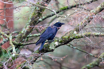 A black crow sits on a branch of a tree