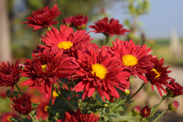 Chrysanthemum Flower sevanti Flowers, Hardy chrysanthemums Plant, Red daisies growing on a flower bed in a home garden. Blooming plants in the garden on a dark background. Tiny garden in the city.