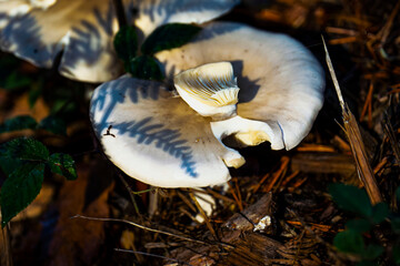 Champignon