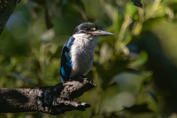 A Torresian Kingfisher perched on a branch