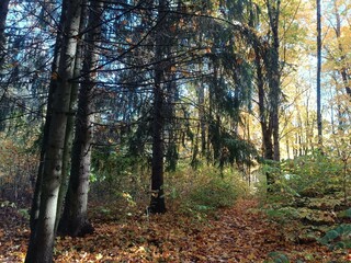 Talsa park during sunny autumn day. Oak and birch tree forest. Sunny day with white clouds in blue sky. Bushes are growing in woods. Fall season. Nature. Talsos parkas.