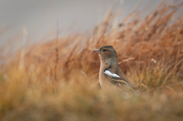 A small songbird perching in the grass in a mountain environment in the High Tatras in Slovakia