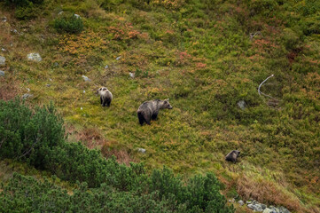 A female bear with cubs grazing on blueberries in a mountain environment with dwarf pine trees in the High Tatras in Slovakia