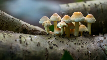 mushroom family growing on a log in the forest
