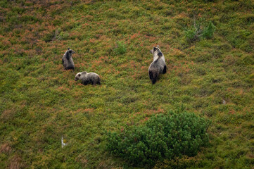 A female bear with cubs grazing on blueberries in a mountain environment with dwarf pine trees in the High Tatras in Slovakia