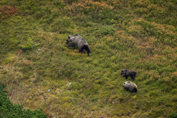 A female bear with cubs grazing on blueberries in a mountain environment with dwarf pine trees in the High Tatras in Slovakia