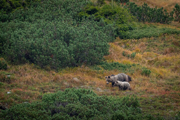 A female bear with cubs grazing on blueberries in a mountain environment with dwarf pine trees in the High Tatras in Slovakia