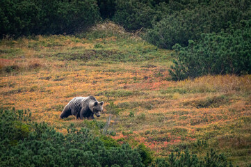 A female bear with cubs grazing on blueberries in a mountain environment with dwarf pine trees in the High Tatras in Slovakia