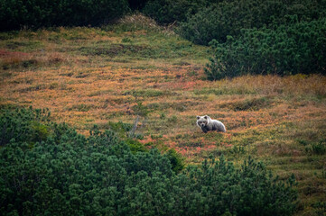 A female bear with cubs grazing on blueberries in a mountain environment with dwarf pine trees in the High Tatras in Slovakia