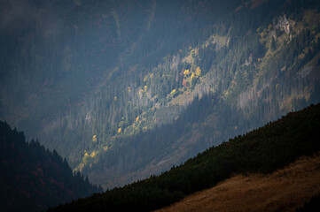 Autumn mountain forest with colorful tree leaves and fog in Slovakia in the High Tatras