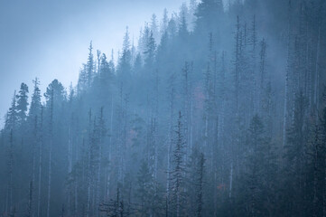 Autumn mountain forest with colorful tree leaves and fog in Slovakia in the High Tatras
