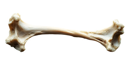 Fototapeta premium Fragmented Bone Piece on Rustic Wooden Surface