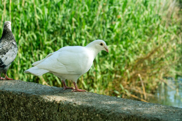 A white pigeon. A breed of pigeons (turbit) like paloma. Bird of peace