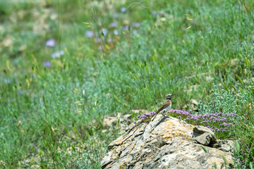 Steppe biome. Pied wheatear (Oenanthe pleschanka, female) mobbing on plot of dry steppe on stony steppe of mountains to sea. (Thymus tauricus) and graminaceous plant are blooming. Crimea, Feodosia