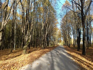 Talsa park during sunny autumn day. Oak and birch tree forest. Sunny day with white clouds in blue sky. Bushes are growing in woods. Fall season. Nature. Talsos parkas.