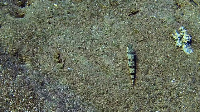 Camouflaged lizardfish waiting for its prey and goatfish using their barbels to search for food on the bottom of the sea