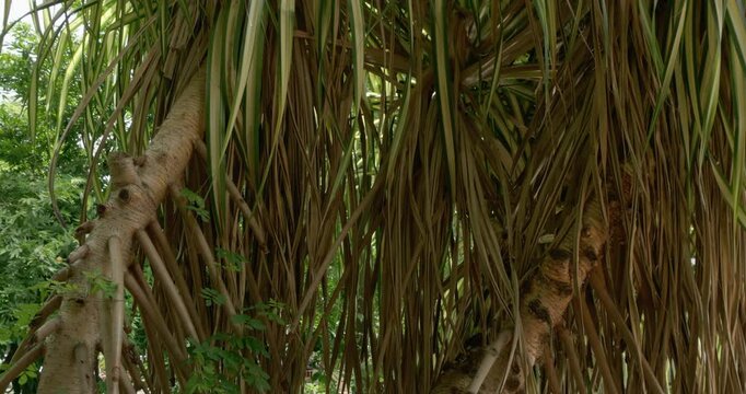 The pedestal shot moves from the bottom going up, showing the trunks, aerial roots, and leaves of Pandanus tectorius also known as Tahitian Screwpine.