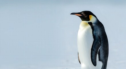 Obraz premium Emperor penguin in natural habitat, antarctic wildlife photography