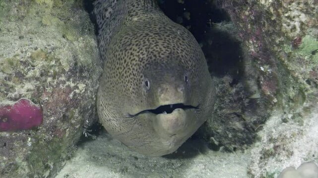 A moray eel emerges from its hiding spot in the coral, actively hunting for prey under the cover of night in the vibrant ecosystem of the Red Sea, showcasing its fascinating behavior and environment.