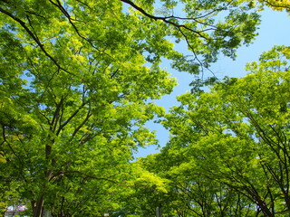 春の新緑の街路樹の欅風景
