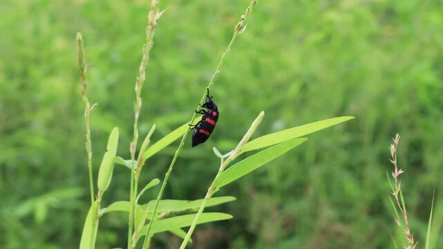 it is beetle of the family Meloidae, so called for their defensive secretion of a blistering agent cantharidin. bright black and red Poisonous Blister Beetle, Mylabris pustulata (the blister beetles)