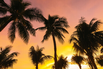 Obraz premium The silhouette of a coconut palm tree on the beach at dawn in Nha Trang.