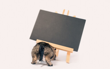 backside of pinto puppy with chalk board with an inscription  adopt me