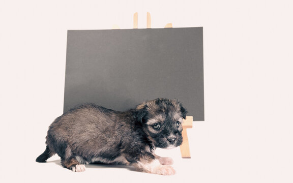 pinto puppy next to a chalk board with an inscription  adopt me