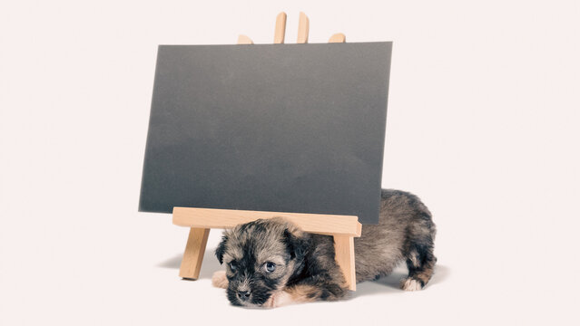 pinto puppy next to a chalk board with an inscription  adopt me