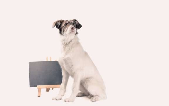 white and brown dog lies near blank chalk board