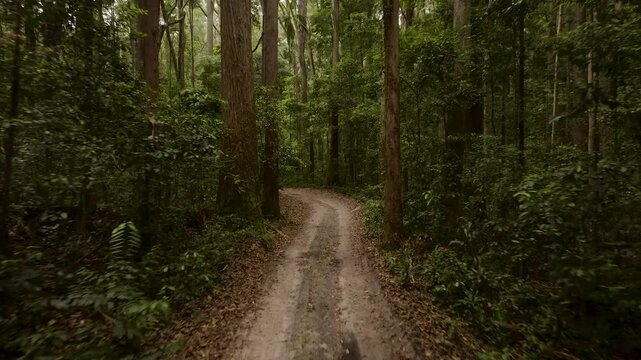 Aerial view of jeep driving through a lush, tranquil forest trail, Fraser Island, Australia.
