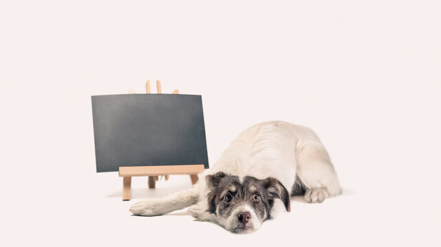 white and brown dog lies near blank chalk board