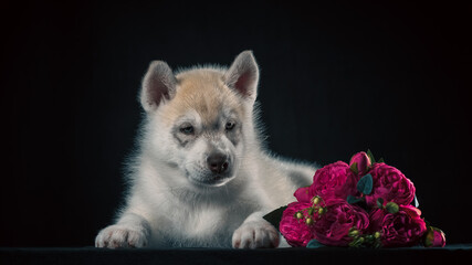 Siberian husky puppy with a bouquet of artificial pions on a black background