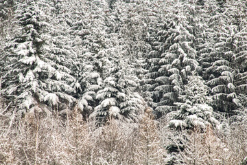 Snow covered Trees, Switzerland