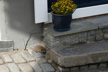Hedgehog in city at steps of house. Stavanger, Norway. © aerrant