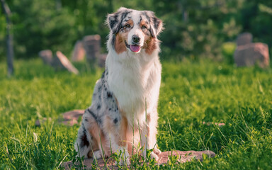 dog of the Australian Shepherd breed sitting on the stone in a park in summer on a sunny day