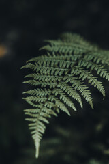 fern leaf on black