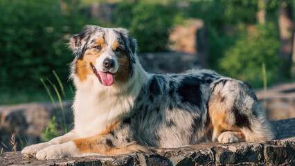 purebred australian shepherd dog for a walk in the park