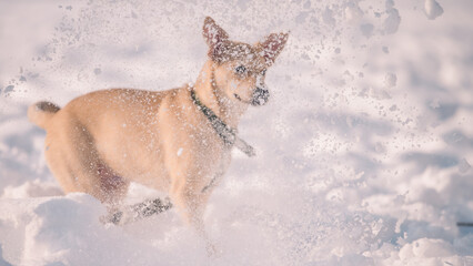 mongrel fawn puppy in the snow in winter