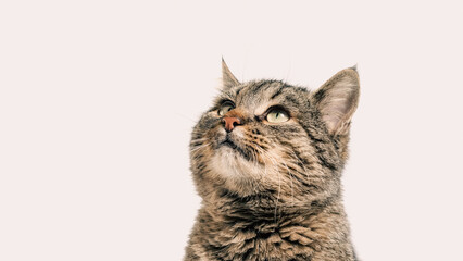 gray cat looks up closeup