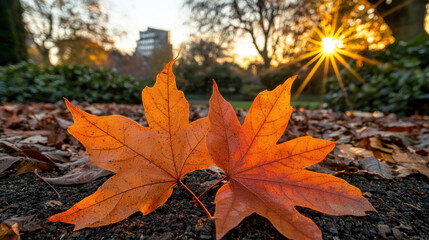 Autumn leaves in vibrant orange hues on ground, illuminated by sunset. warm glow enhances beauty of nature, creating serene and peaceful atmosphere