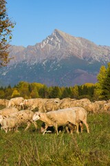 Fototapeta premium Goats and sheep grazing on a meadow in the foothills, autumn forest and a majestic peak in the background. Romantic farming landscape under the Tatras. Walk through the village's autumn landscape.