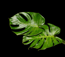 Set of Tropical Green leafs monstera plant over black background isolated. Rainforest Tropical green big leaves for decoration assortment with other plants for freshness © Jade