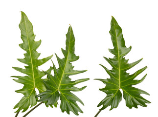 Group set of Tropical Green leafs Philodendron plant over white background isolated. Rainforest...