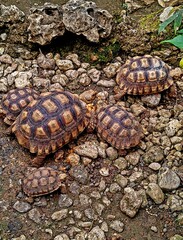 turtle on the rocks
