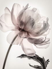 Lovely Adorable X Ray Flower 