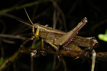 Grasshopper on a leaf