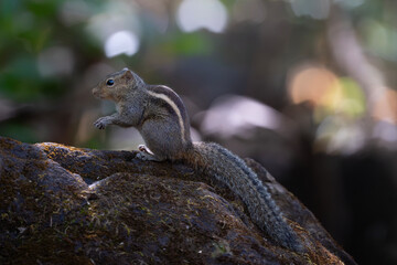 Indian palm squirrel or three-striped palm squirrel  (Funambulus palmarum )