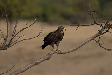Greater spotted eagle perched on a branch 